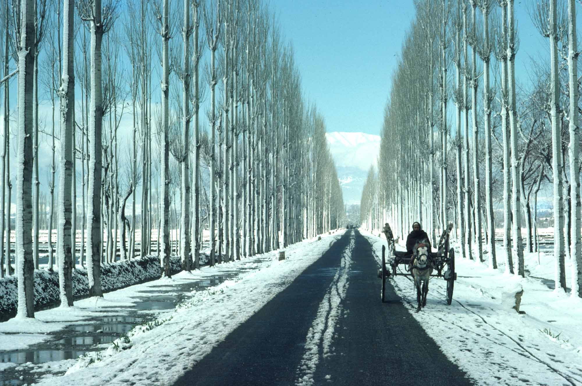 Kashmir