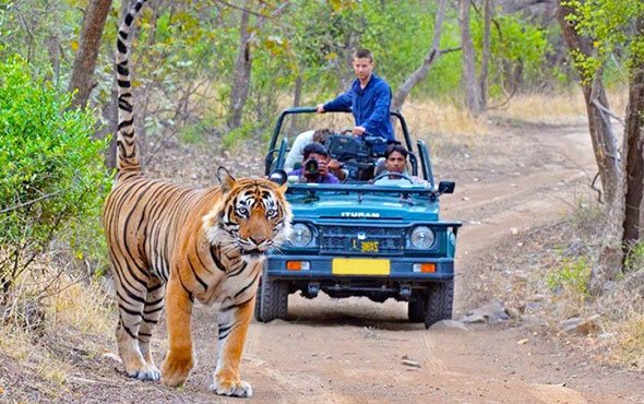 Jim Corbett With Jeep Safari (MTV1004)