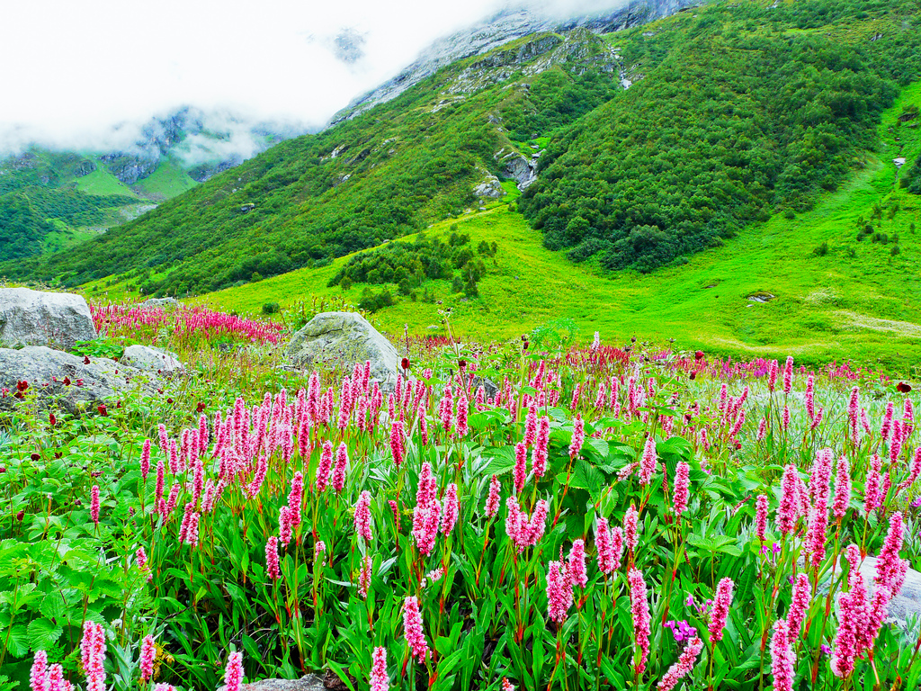 Valley of Flowers Ladakh  (MTV152)